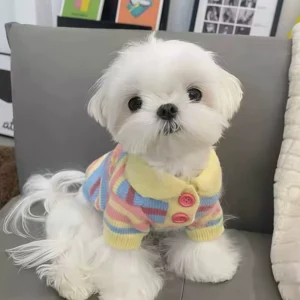 Cozy Dog Sweater: Adorable Autumn/Winter Knit for Small Pets! - little lion, XL back length 40cm (recommended 11-18 pounds)